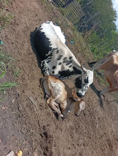 Vaca de leite parida