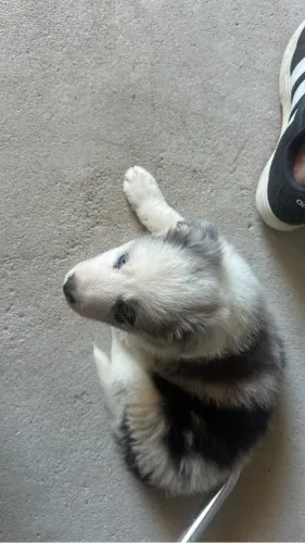 Filhote de Border Collie