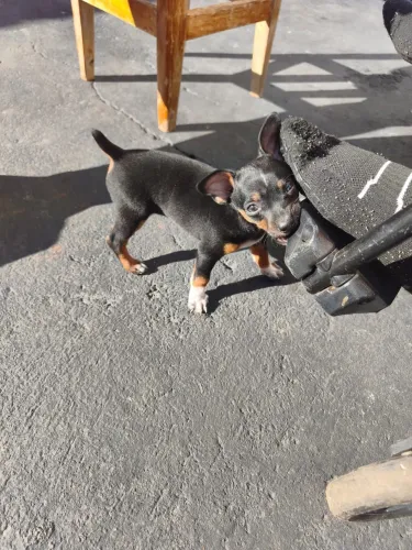 Pinscher filhote