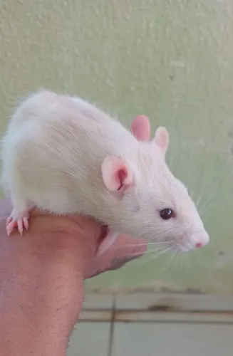 Tenho 3 rato Twister disponível 