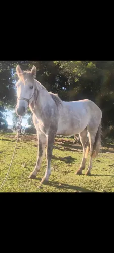 Cavalo