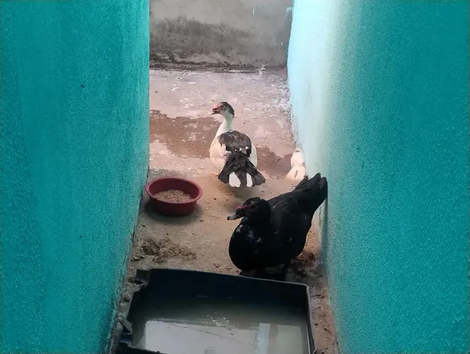 Casal de patos