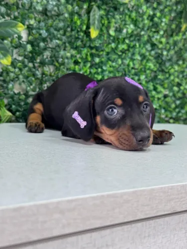 Dachshund preto com prata