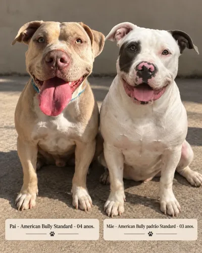 Lindos filhotes - A. Bully