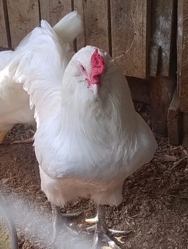 Ovos galados de ameraucana