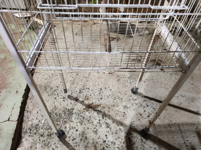 Gaiola para passarinhos