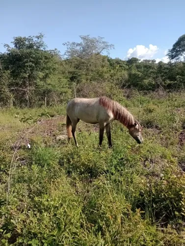 Potra mestiça de quarto de milha