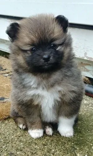 Seu Pequeno Companheiro Filhote de Spitz Alemão.