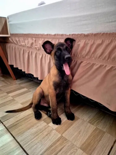 Exemplar de belga malinois disponível 75 dias