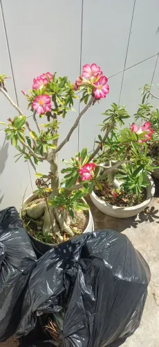 Rosa do Deserto.
