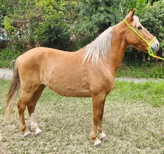 CAVALO DE SELA/CHARRETE, 6 para 7 anos Baio da crina loira