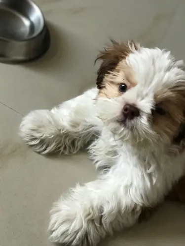 Shih Tzu Mini