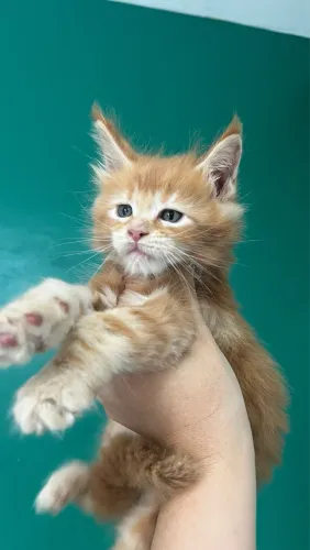 Maine coon red tabby 1 