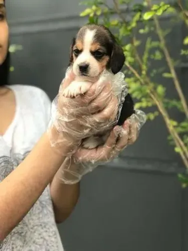 Beagle | Loja Física + Suporte Completo Pós-Venda