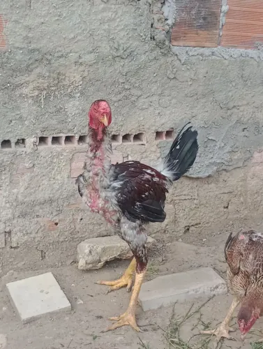 Galinha índio gigante e Bhama 