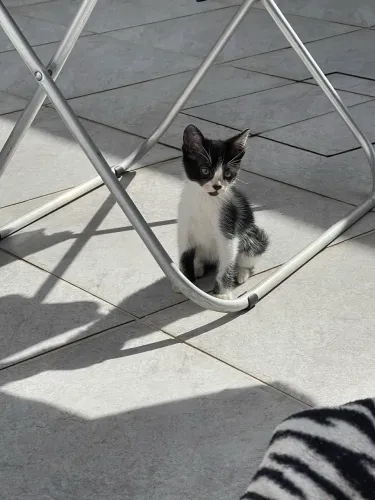 Gatinha filhote