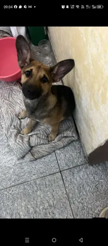 Cachorrinha dócil e Bebezinha 