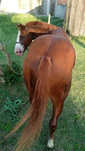 Cavalo de prova campeão