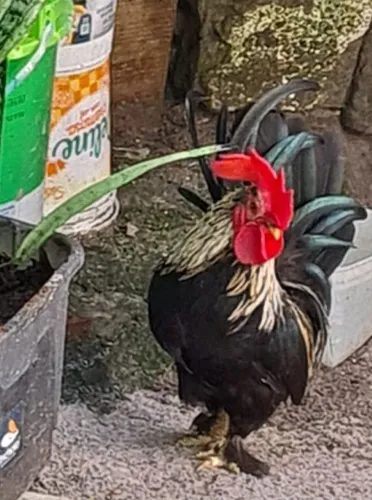 Galo garnizer