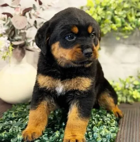 Rottweiler Filhotes Parrudos.