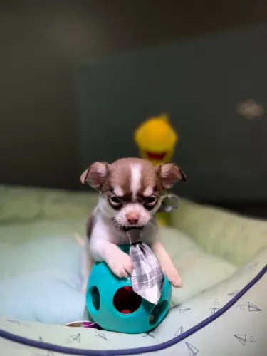 Filhote CHIHUAHUA