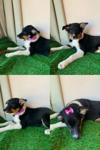 Border collie fêmeas