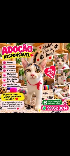 Adoção de linda gatinha carinhosa castrada.