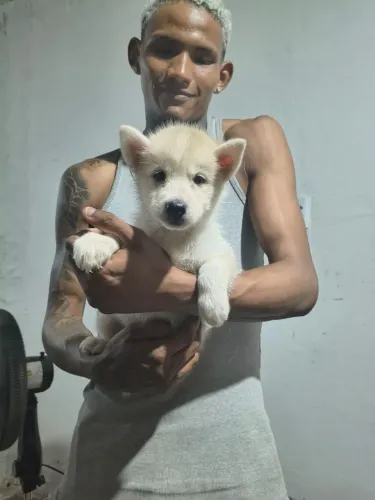 Husky Siberiano fêmea
