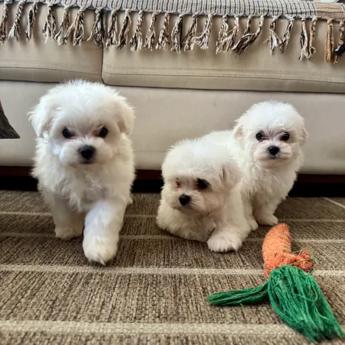 Maltês Fêmeas (filhotes)