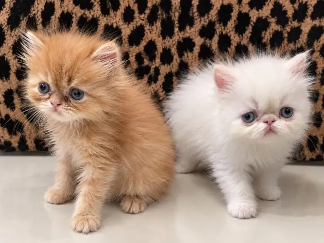 Gatos Persas