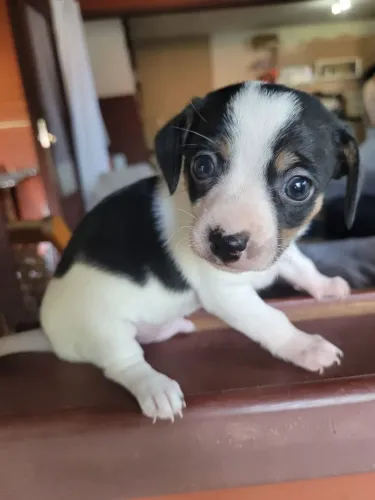 Lindo filhote machinho pinscher!