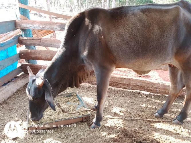 Animais para agropecuária