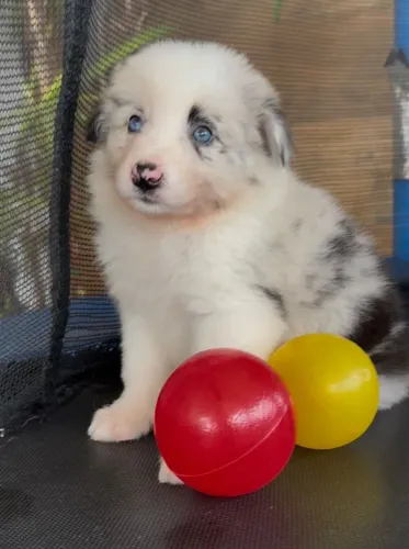 Border Collie Fêmea 