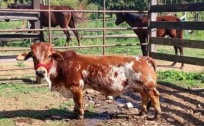 Mini boi