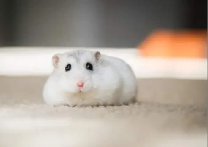 Hamster Anão Russo Branco 