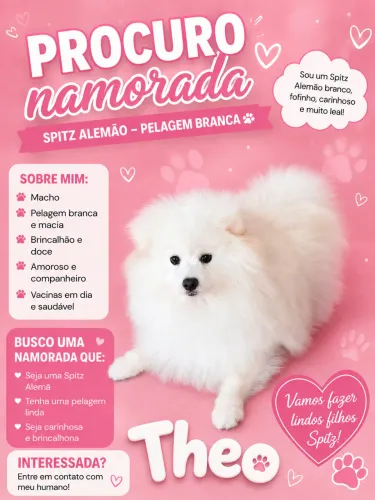 Padreador Spitz Alemão 
