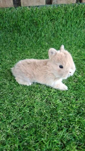 Coelhos
