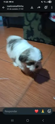 Cadelinha de 45 dias com cumendo ração ja