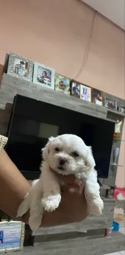 Vende-se cachorrinho poodle