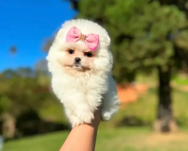  Spitz Alemão - Muito Carinho em Quatro Patas