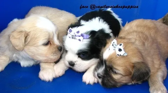 lhasa apso lindos bebes disponiveis cn ursinhos puppies !