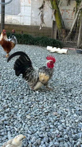 vendo galo garnizé (pescoço pelado) 