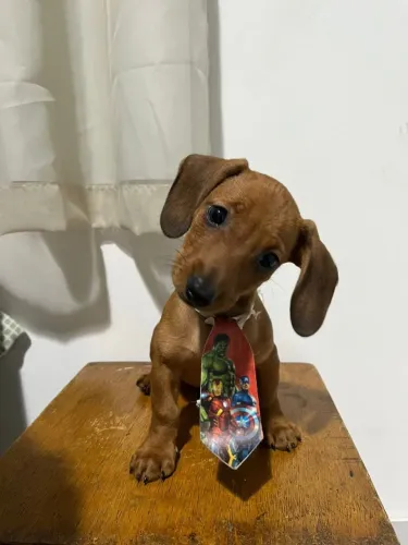 mini filhotes de salsichinha. Aceito cartão.