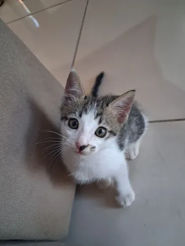 Doa-se gato