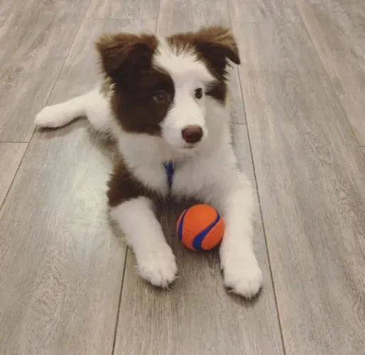 Filhotes de Border Collie | Muito amor para oferecer!