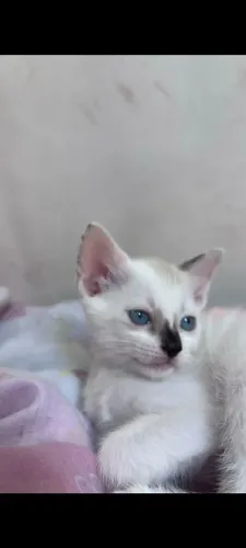 Gatinha para adoção responsável