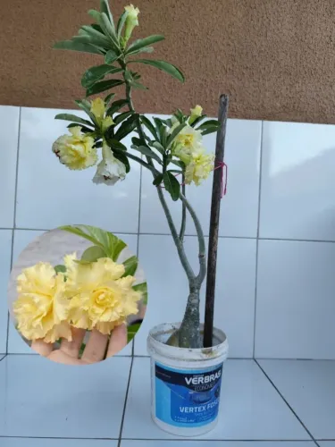 Rosa do Deserto Amarela T-15