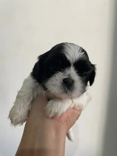 Amor de patinha 