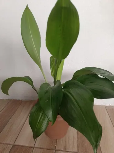 Plantas