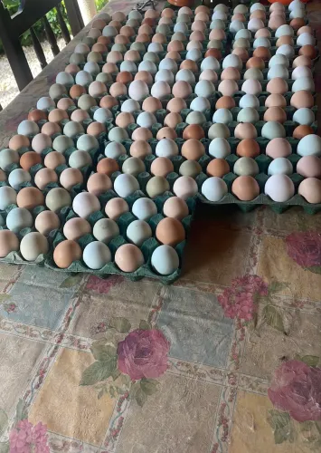 Ovos Caipiras Coloridos 